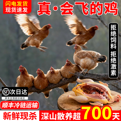 资丘飞鸡700天深山农家散养顺丰