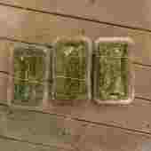 花园微景观白发藓羽藓大灰藓真苔藓 搭配铺面使用 遇水就活