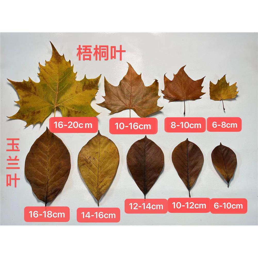 天然树叶干花叶子书签植物拼贴画标本拍摄道具背景幼儿园diy枯叶
