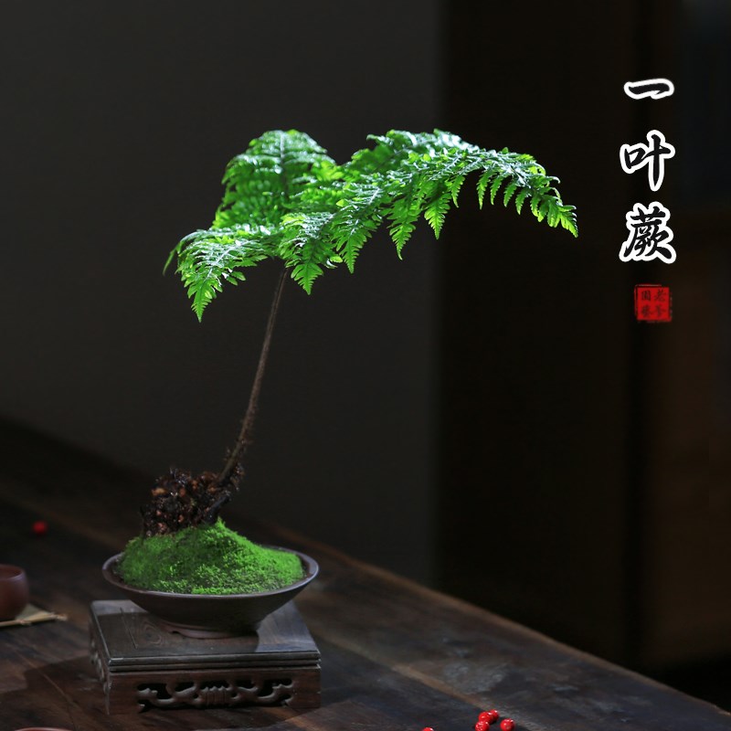 红磷蕨类植物一叶蕨小盆栽耐阴好养绿植茶台室内常绿观叶禅意盆景