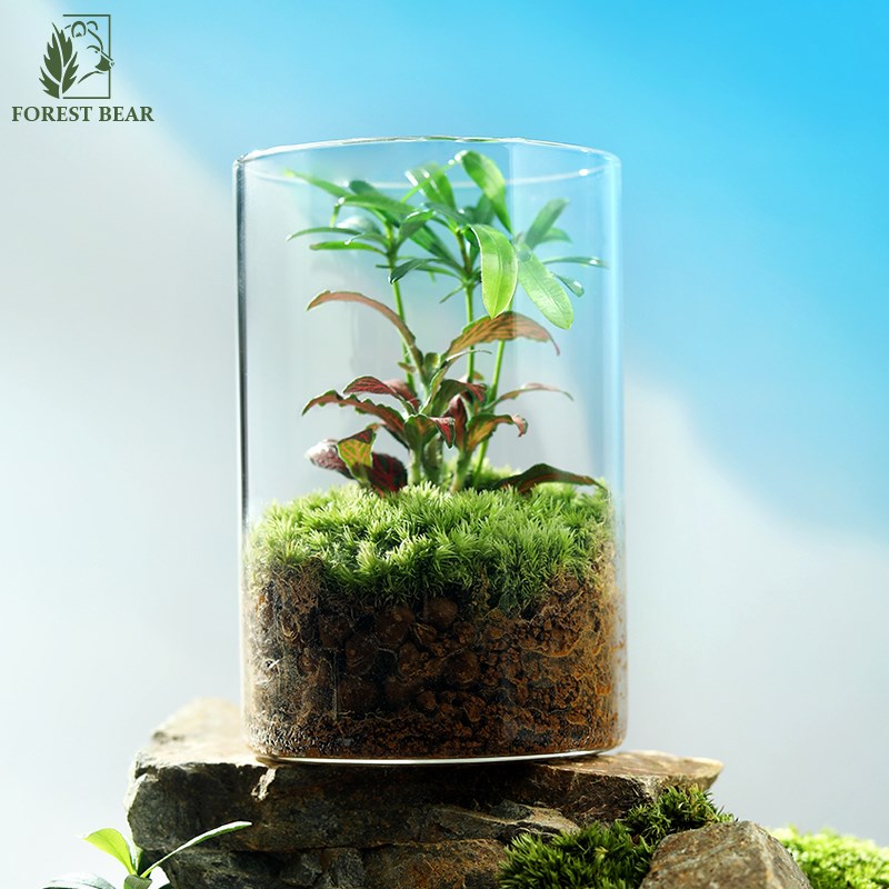 罗汉松苔藓微型景观创意趣味办公室茶桌玻璃好养绿植禅意四季常绿