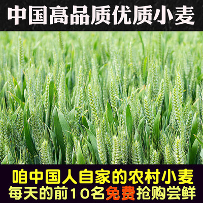 新小麦子种子新鲜小麦粒籽小麦芽糖麦米碎喂鸡鸭鹅水培猫草麦子粒