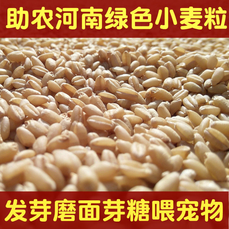 新小麦草种子带皮干麦子磨面发麦芽糖麦苗猫草榨汁2026河南小麦粒