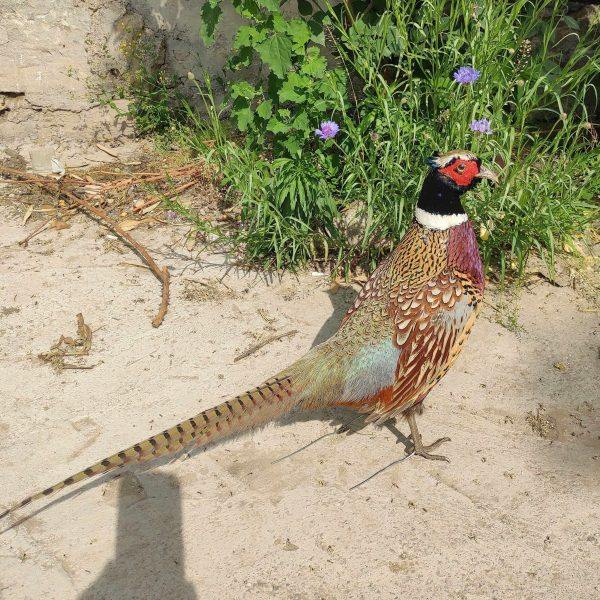 山鸡雉鸡标本影视拍摄模型教学道具摆件 真羽毛 七彩山鸡真鸡剥制,家居饰品,户外/庭院摆件,淘宝优惠券,粉丝福利购,淘宝优惠卷