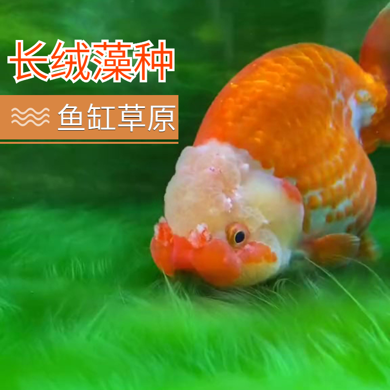 长绒藻短绒藻孢子引种藻种藻源活藻鱼缸造景鱼缸苏虾天然绿苔藻种