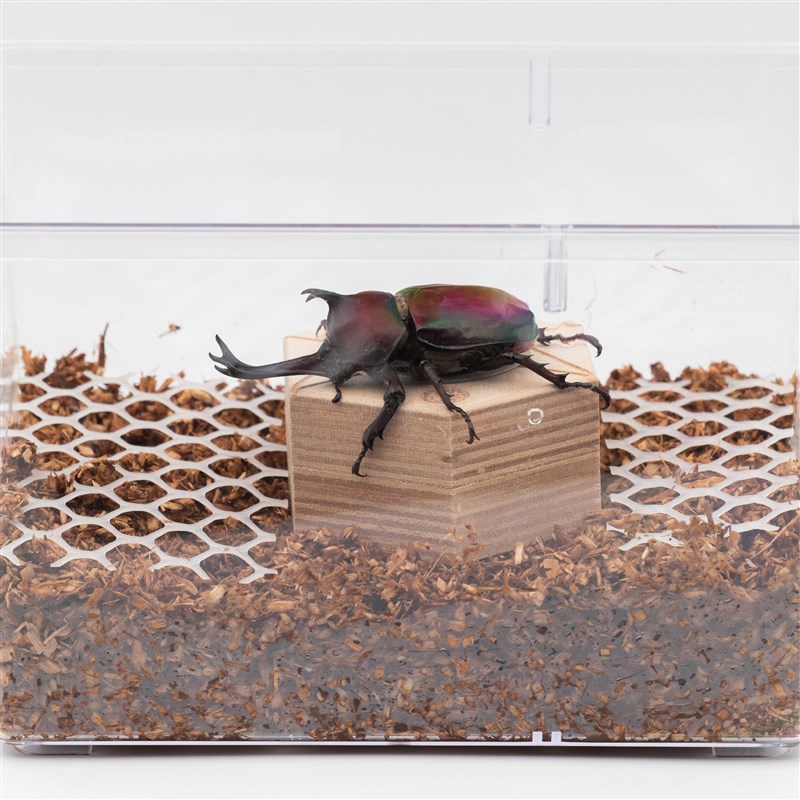 牧野虫社生木屑2升装成虫优质垫材可制作发酵木屑可重复使用甲虫