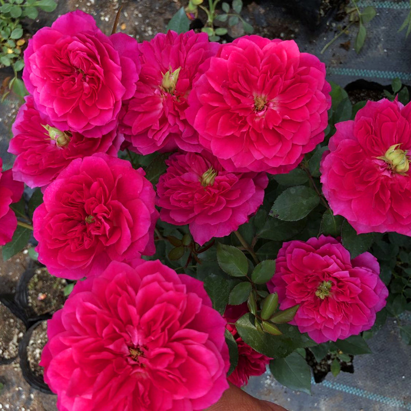 榴花秋舞花苗阳台露台 庭院多季开花植物庭院玫瑰花苗月季花苗