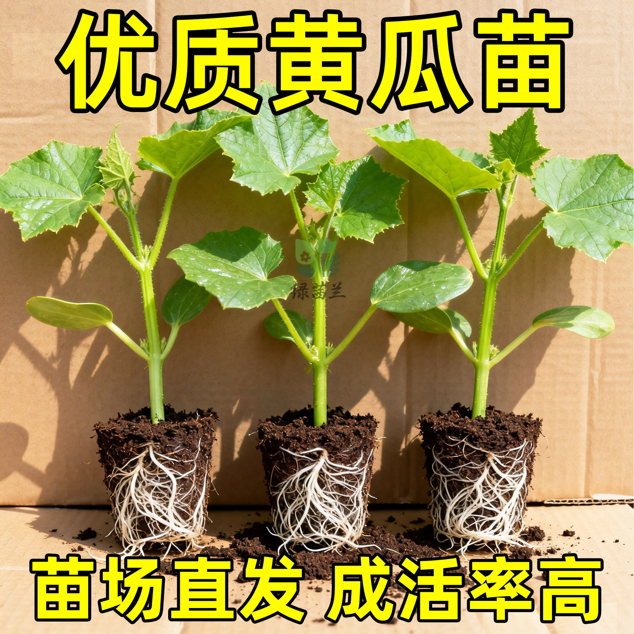 黄瓜苗黄瓜秧苗水果黄瓜带土发货密刺黄瓜早熟高产抗病旱黄瓜阳台