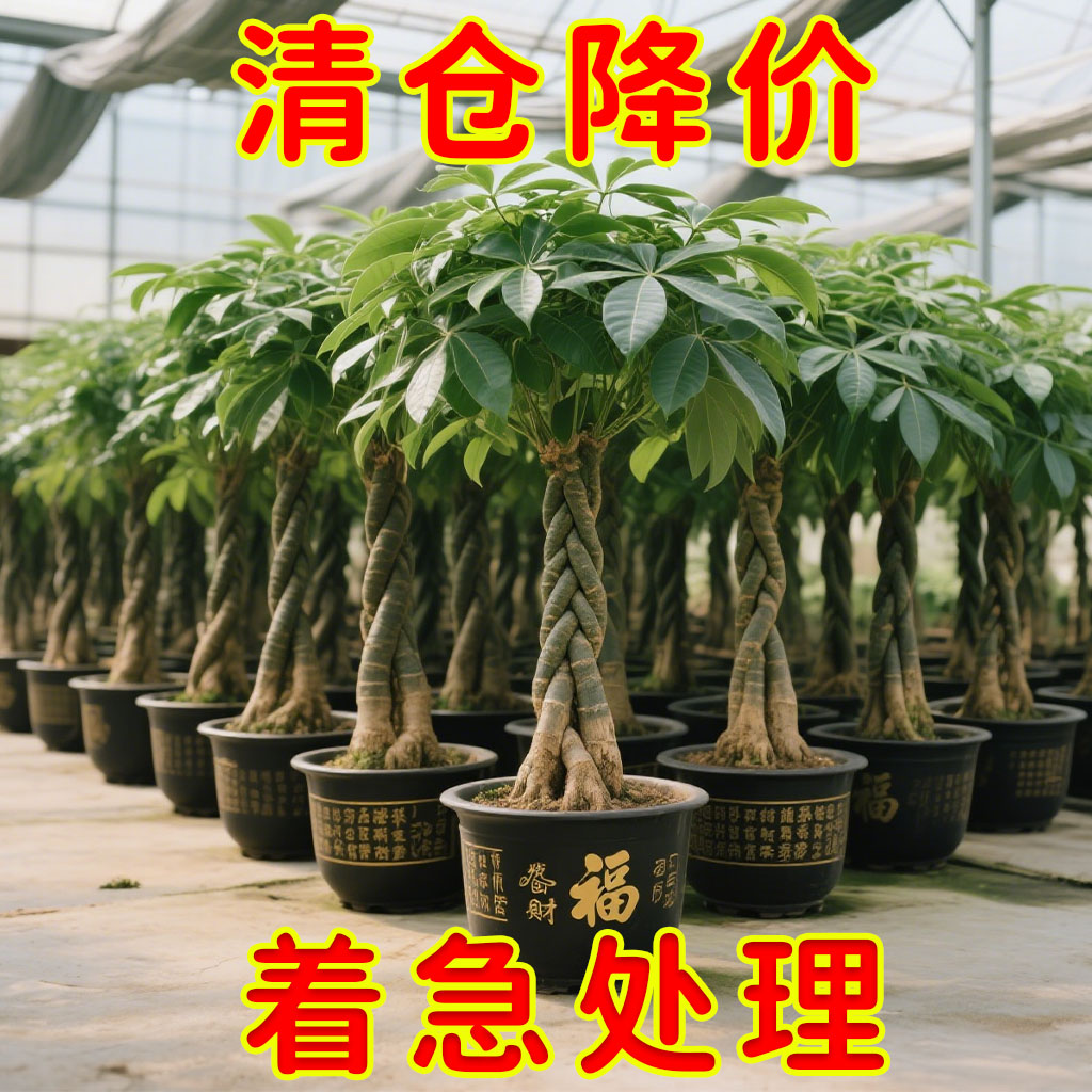 发财树盆栽大棵室内摆客厅大型步步高招财树绿植物办公室乔迁开业