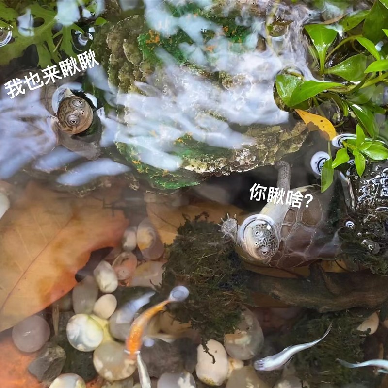 【网红仰泳西g非猪】侧颈龟苗宠物活体沼泽侧颈龟网红龟微笑宠物