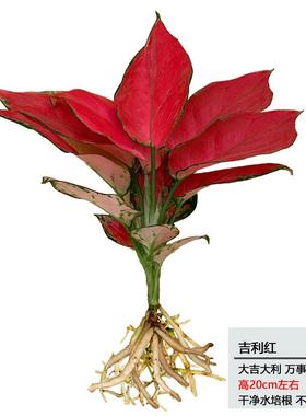 吉利红带盆水培大红中国红如意皇后小苗好办公室桌面水养植物