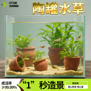 陶罐水草鱼缸造景摆件增氧阴性植物水培榕绿菊蜈蚣草净水定植套餐