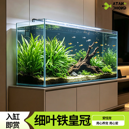 丹麦细叶铁皇冠草中后景AD