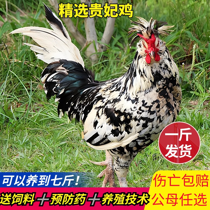一斤纯种贵妃鸡正宗贵妇鸡活体观赏鸡小鸡幼苗青年活苗下蛋小母鸡