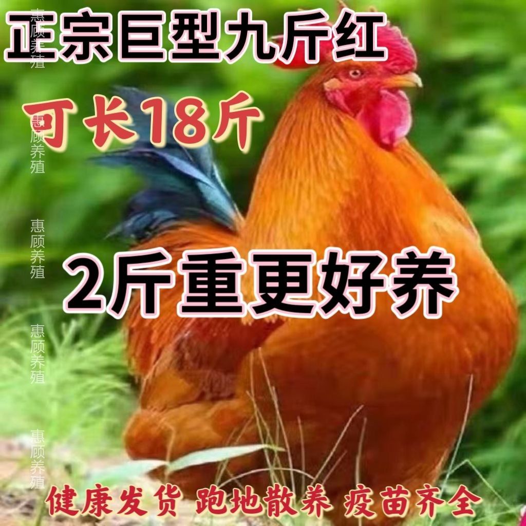 精选二斤九斤红大公鸡活的红玉大公鸡活鸡包活到家土鸡苗散养大种
