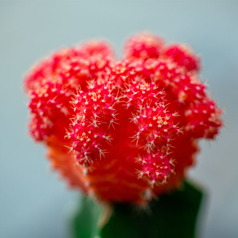 仙人掌盆栽仙人球开花室内茶几办公室防辐射桌面绿植多肉植物盆景