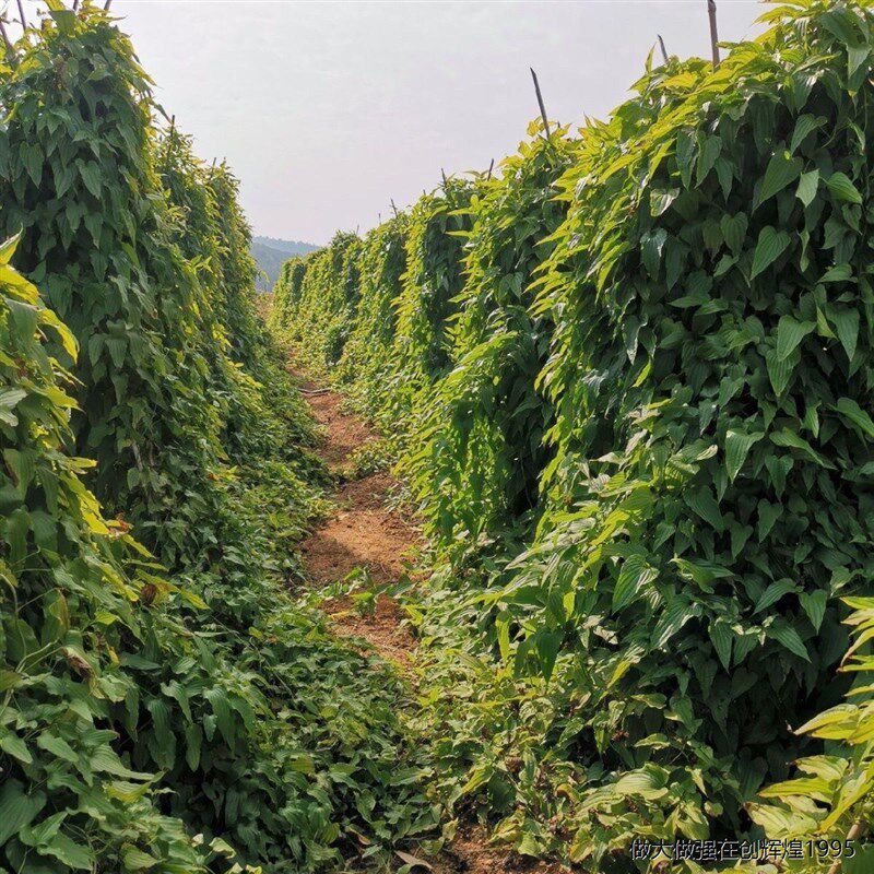 。薯 百部苗 九串根红种植苗百条根九重根苗新鲜天内