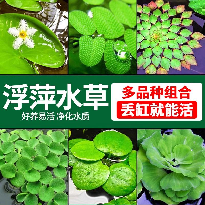 浮萍水草植物鱼缸造景冒泡水培一叶莲水芙蓉水葫芦睡莲净水真水草