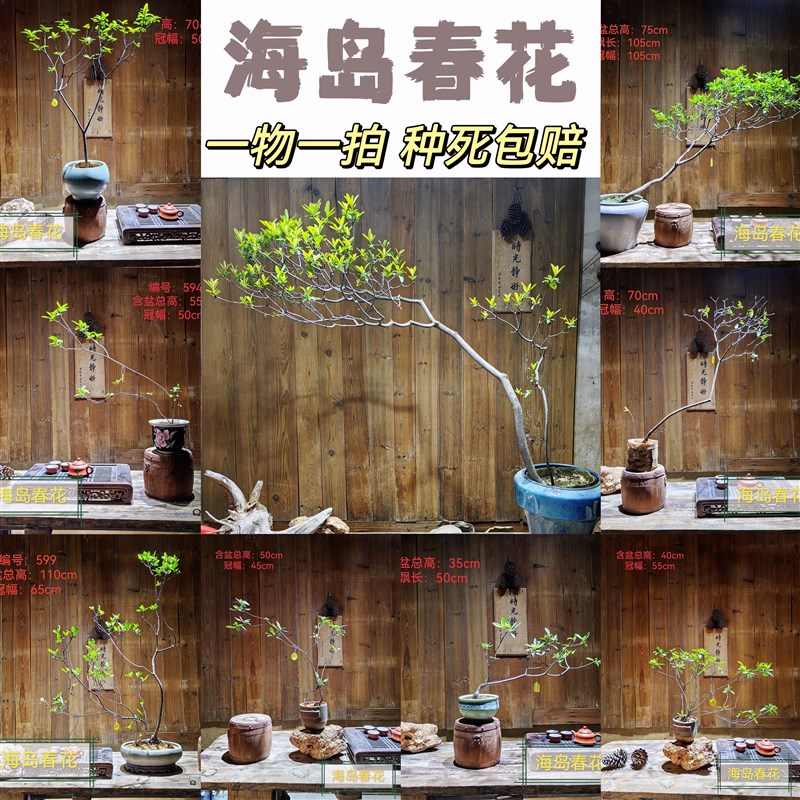 海岛春花一物一拍 老熟桩小叶石斑木单斜飘庭院茶台桌盆栽盆景树