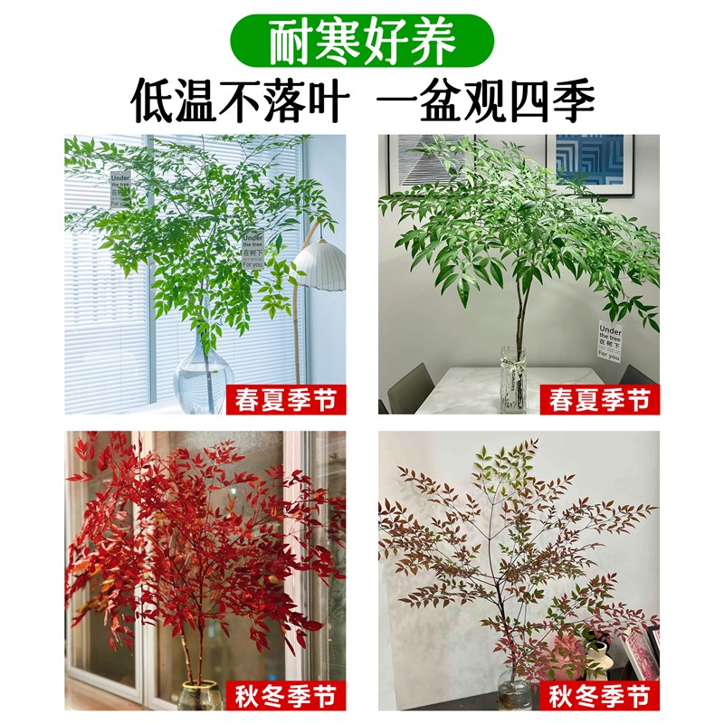 南天竹水培植物真树苗盆栽客厅好水养火焰南天竹绿植带根老桩盆景