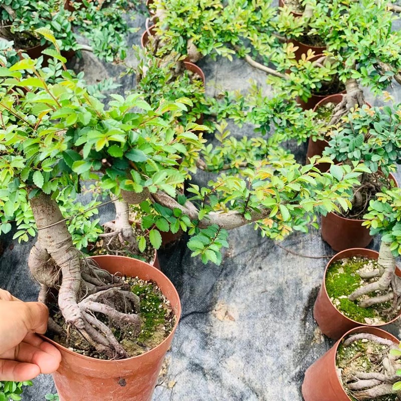 悬崖小叶榆树老桩盆景提根飘枝矮霸老桩榆树附石精品榆树造型盆景