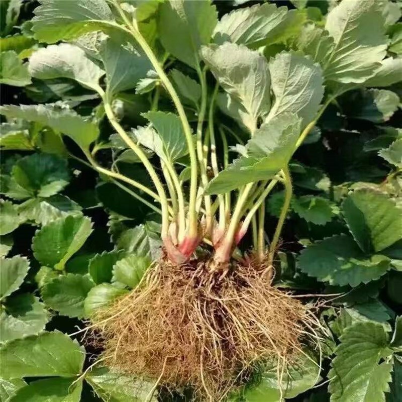 草莓苗四季奶油草莓带土带叶阳台食用当年结果盆栽地栽南北方种植