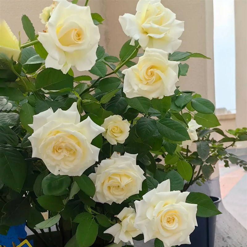 惠惠的花园月季保罗二世白色大花浓香耐热四季抗病阳台庭院盆栽
