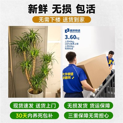 龙血树客厅绿植多头龙须树盆栽室内大型精品大号盆景老桩真树植物