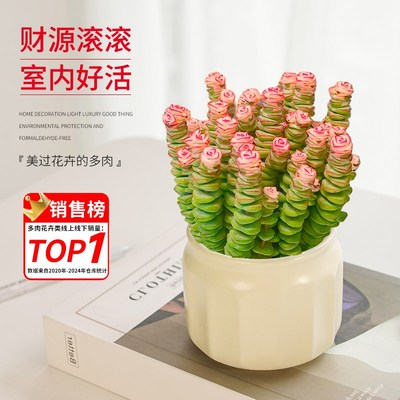 钱串串多肉老桩组合室内小盆栽高端精品带盆稀有品种大株罕见盆景