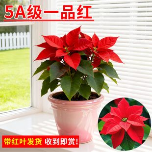 圣诞花一品红盆栽现带红叶室内外客厅花卉绿植净化空气阳台年宵花