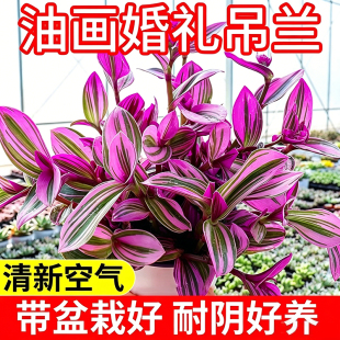 油画婚礼吊兰多肉小盆栽办公室桌面水培绿植室内外好养活油画吊兰