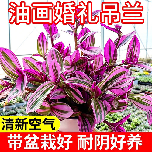油画婚礼吊兰多肉小盆栽办公室