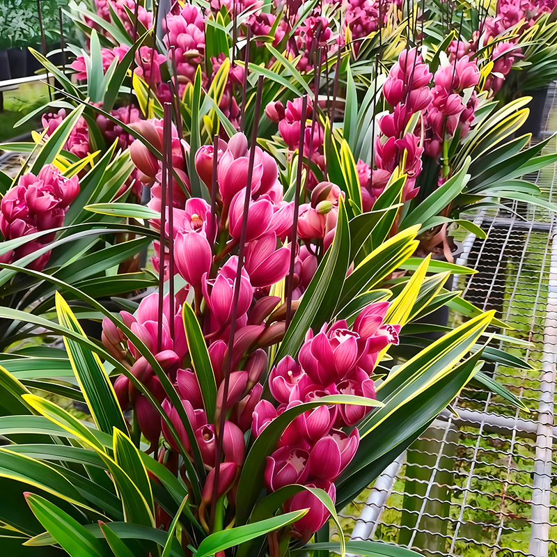 大花蕙兰中国龙浓香金边兰花苗