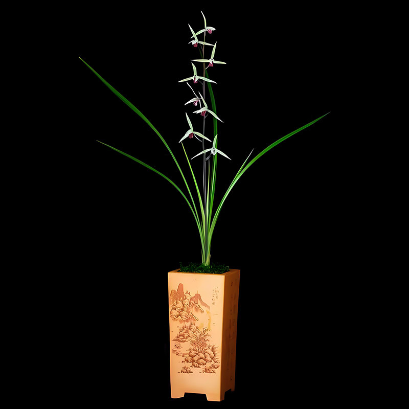 寒兰雪中红兰花盆栽特香精品名贵兰花苗室内外阳台客厅绿植花卉,鲜花速递/花卉仿真/绿植园艺,国兰/杂交兰/洋兰类,淘宝优惠券,粉丝福利购,淘宝优惠卷