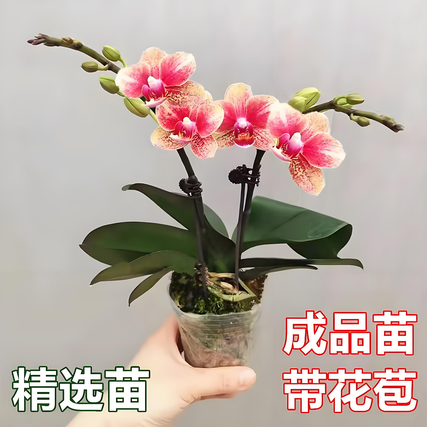 蝴蝶兰盆栽年宵花卉兰花成品带花苞阳台客厅办公室内阳台植物绿植,鲜花速递/花卉仿真/绿植园艺,国兰/杂交兰/洋兰类,淘宝优惠券,粉丝福利购,淘宝优惠卷