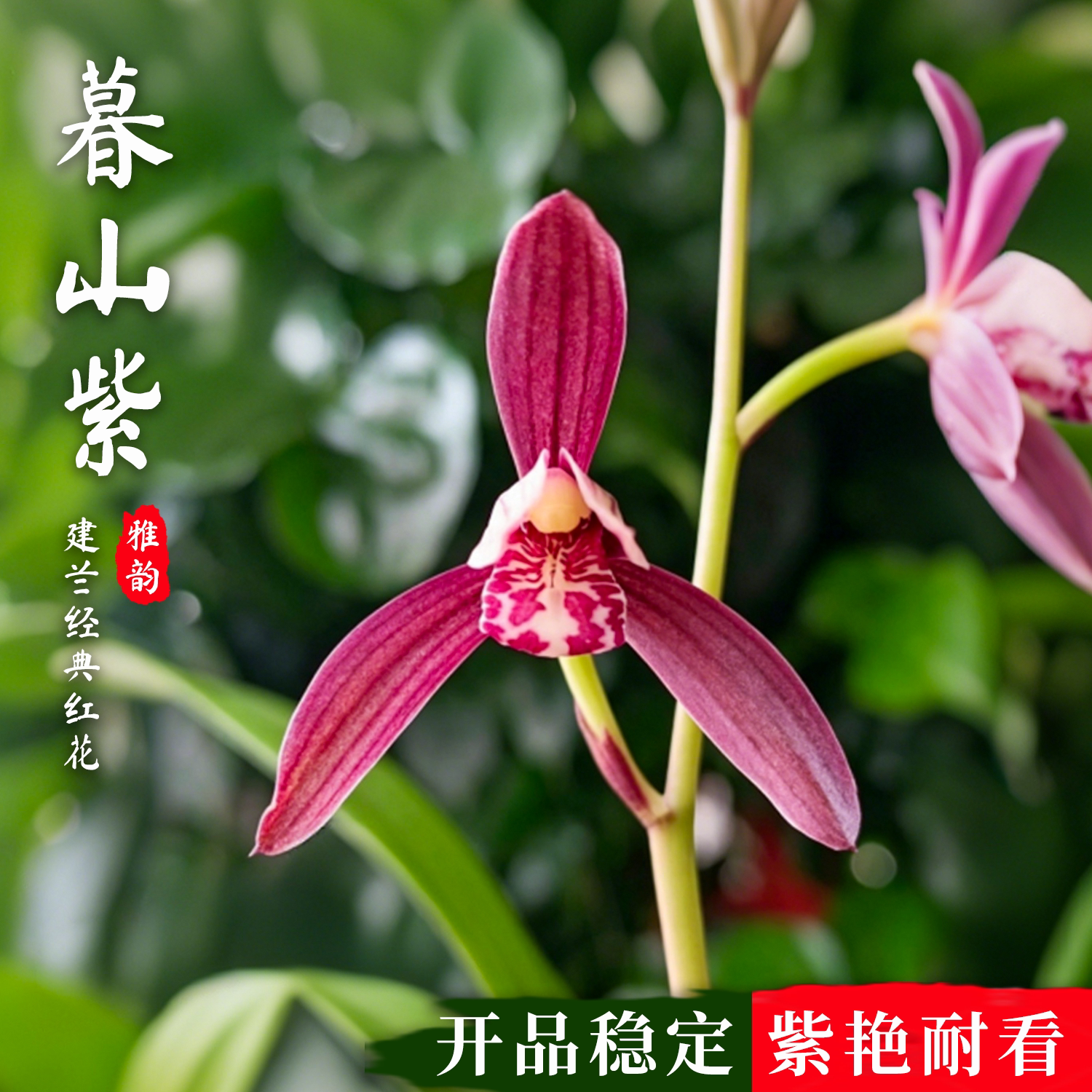 建兰高档紫色花暮山紫兰花苗盆栽