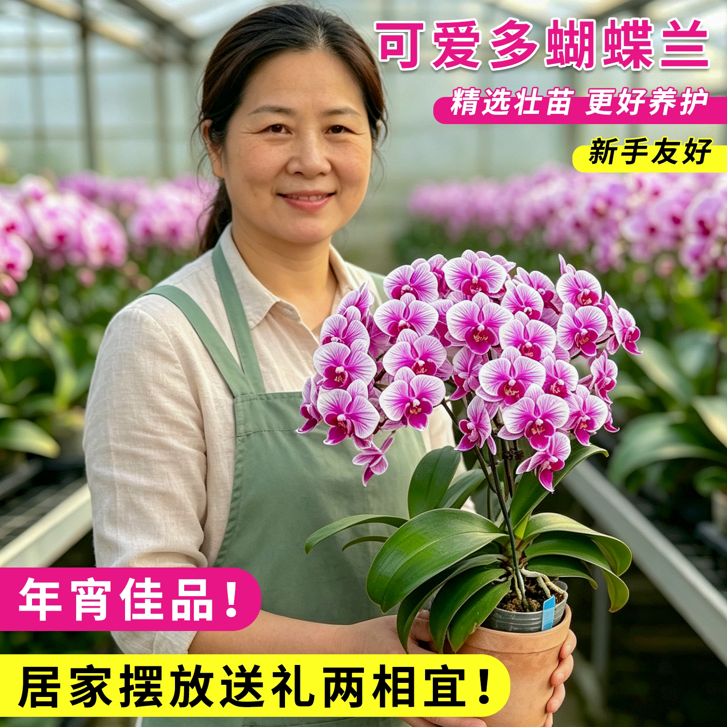 可爱多蝴蝶兰粉紫多花室内盆栽
