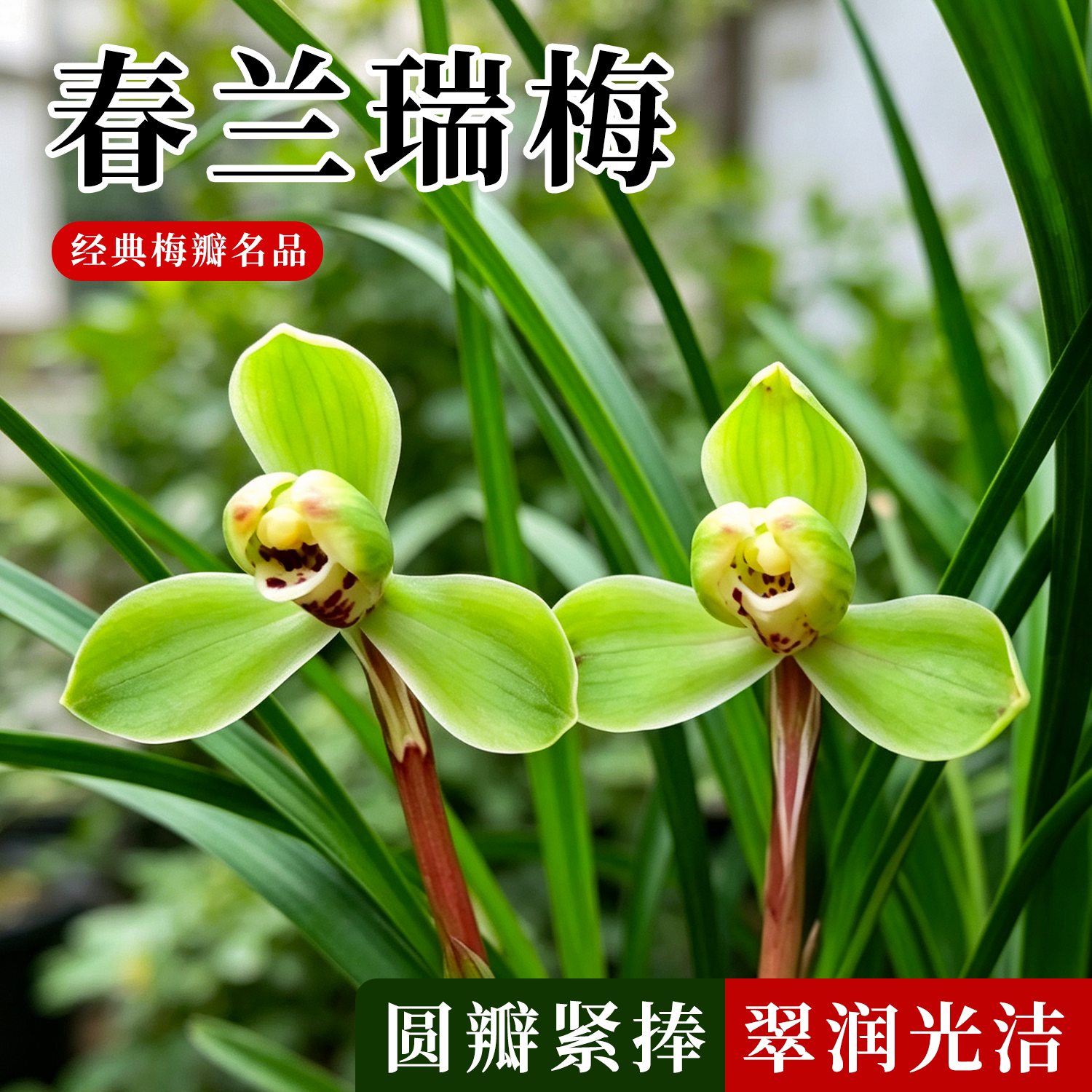 春兰梅瓣瑞梅兰花苗冬带花苞浓香