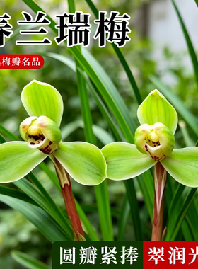 春兰梅瓣瑞梅兰花苗冬带花苞浓香
