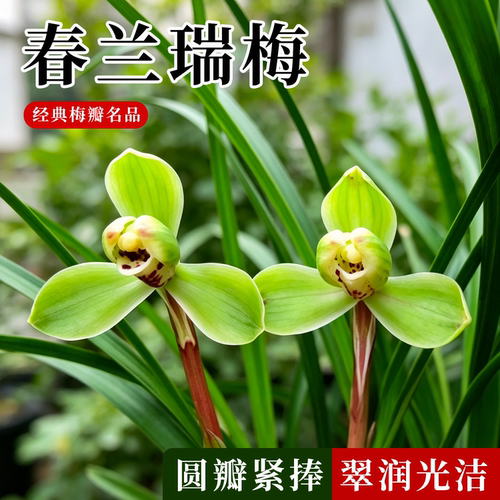 春兰梅瓣瑞梅兰花苗冬带花苞浓香