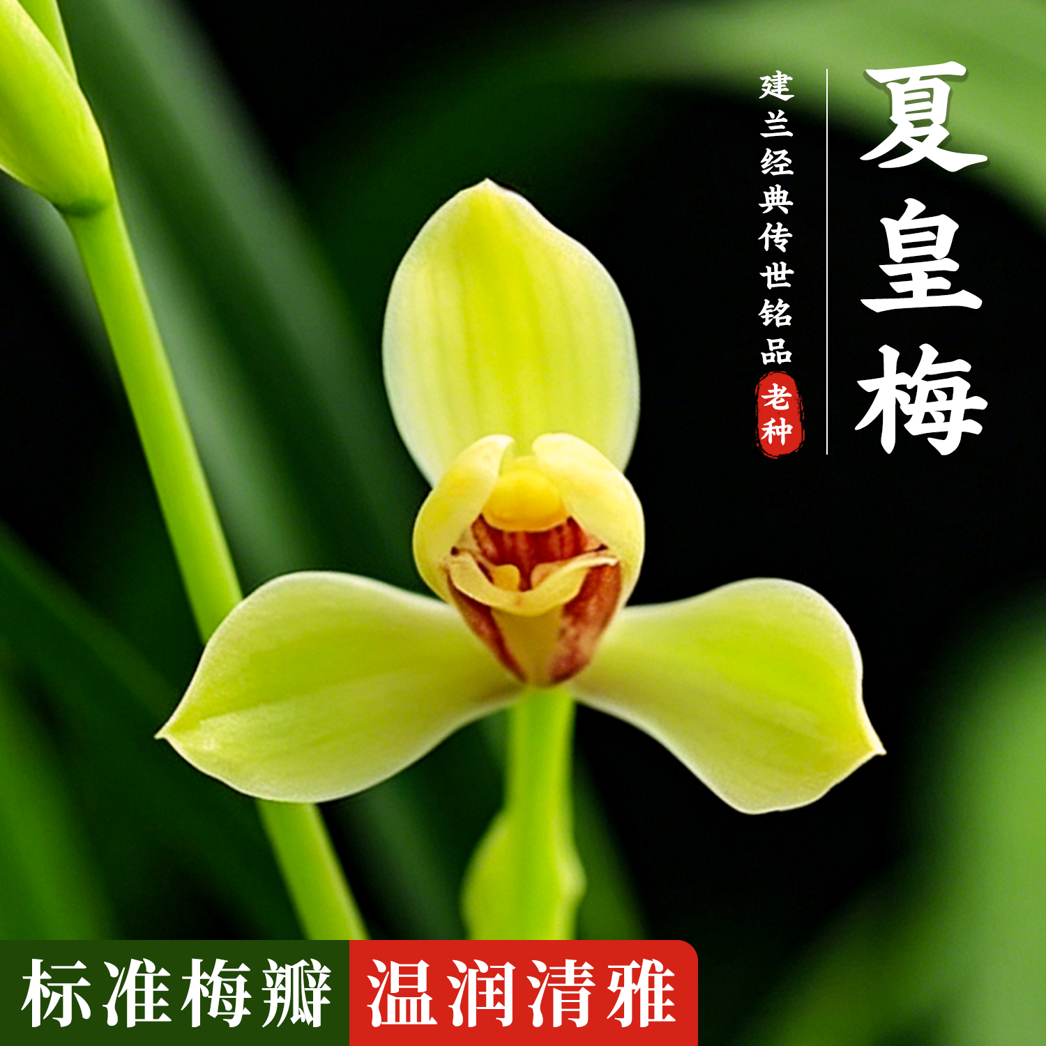 香韵兰花苗 建兰四季兰梅瓣铭品夏皇梅 现带浓香花苞出售花卉盆栽