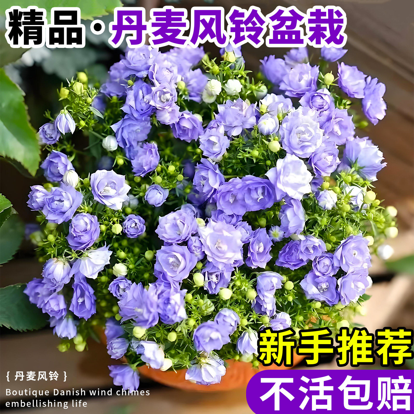 丹麦风铃花盆栽花苗鲜花风铃草带花苞室内阳台办公室四季好养绿植