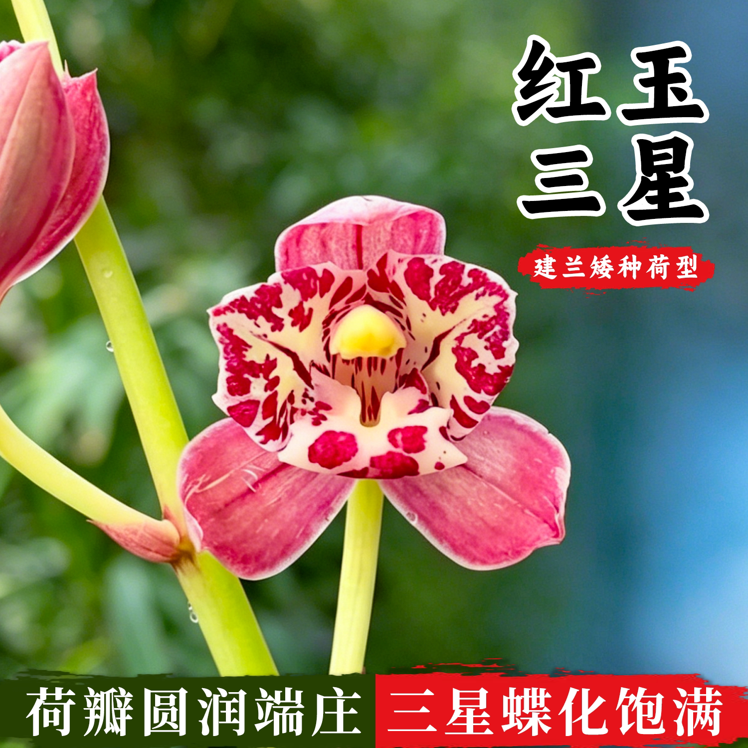 建兰名品红玉三星兰花苗浓香好养