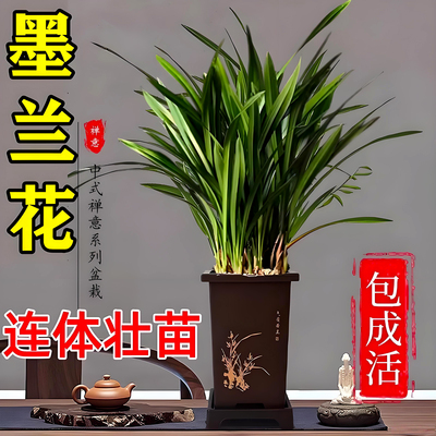 浓香兰花盆栽墨兰企黑报岁兰