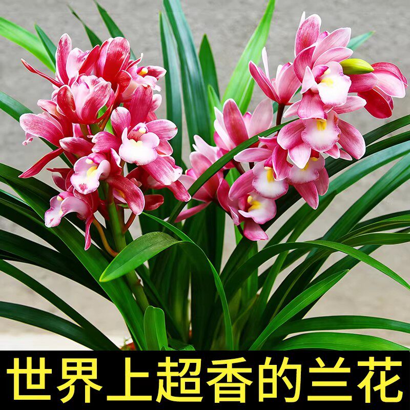 老字号兰花苗小国魂正品高档花建兰浓香兰草室内花盆栽花卉好养