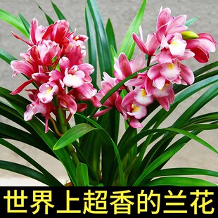 老字号兰花苗小国魂正品高档花建兰浓香兰草室内花盆栽花卉好养