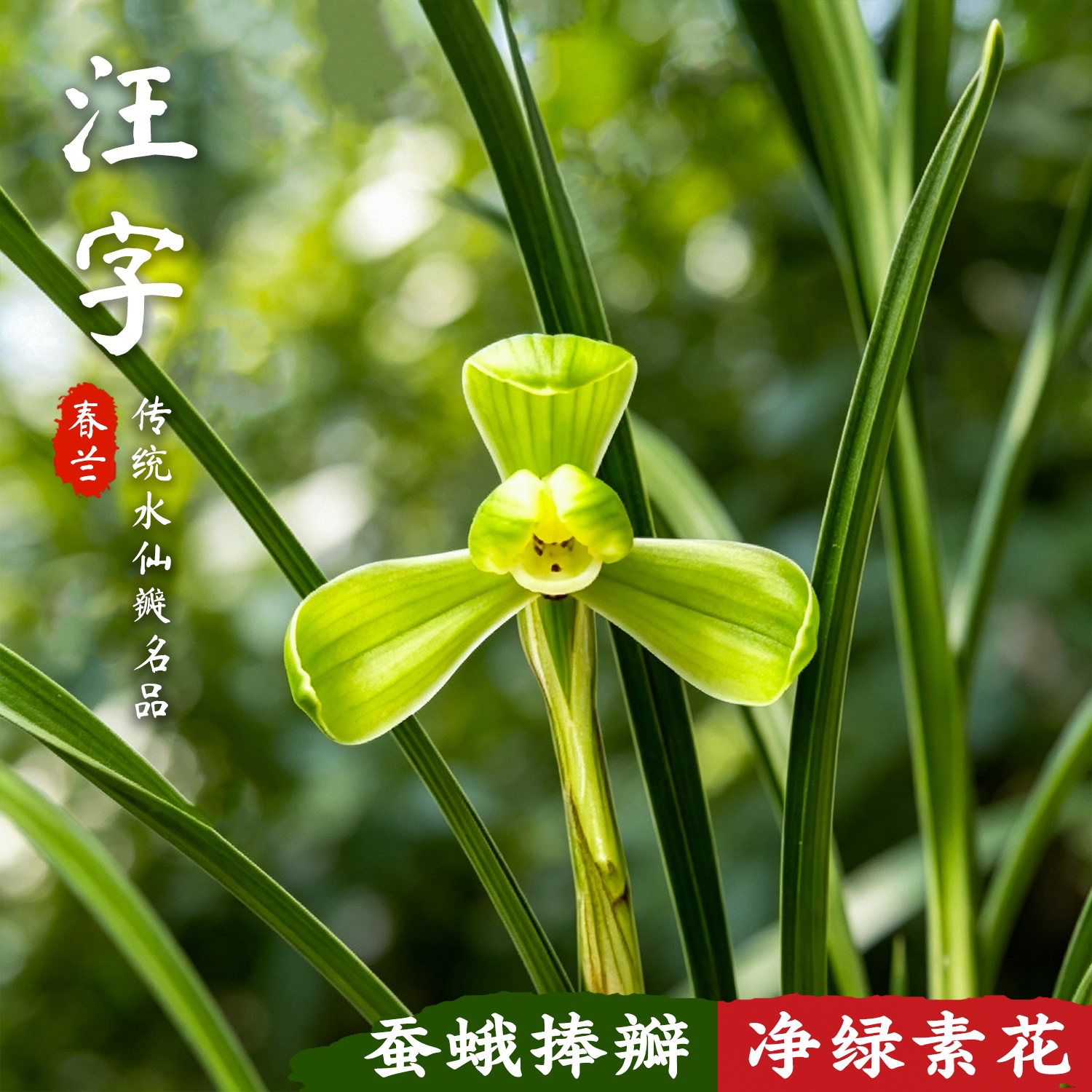 汪字春兰老八种精品兰花苗冬带花