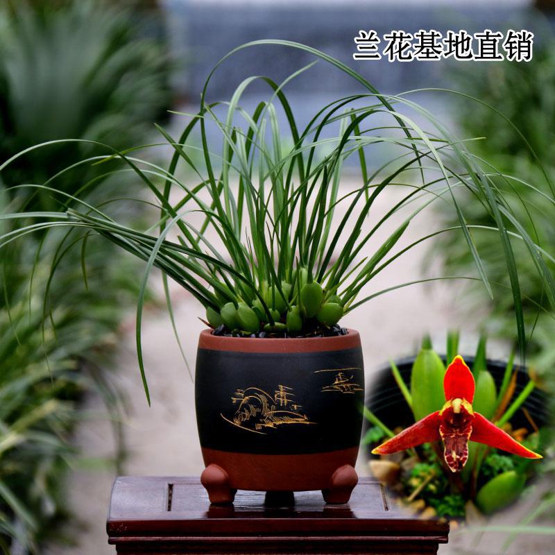 咖啡兰花浓香型年底开花