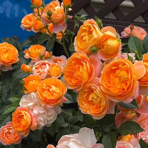 玫瑰花苗浓香特大花带花苞花卉