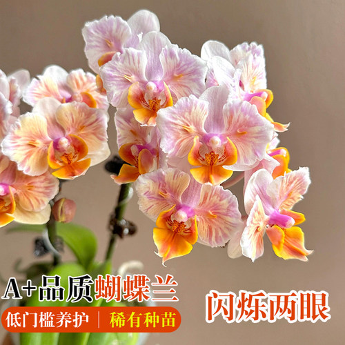 精品蝴蝶兰盆栽现带花剑兰花大苗